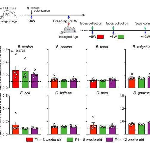 IgA antibodies bind to specific species of gut bacteria in mice