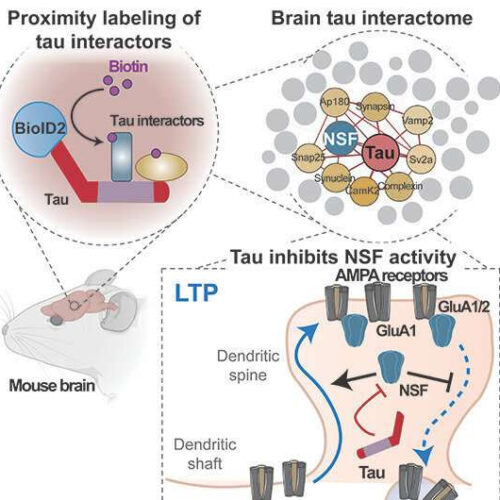 Revealing roles of dementia proteins in normal memory