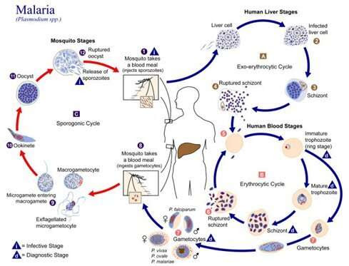 What’s new in fight against malaria?