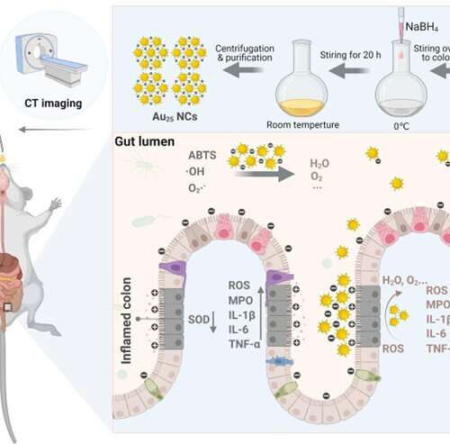 Gold may hold the secret to treating inﬂammatory bowel disease