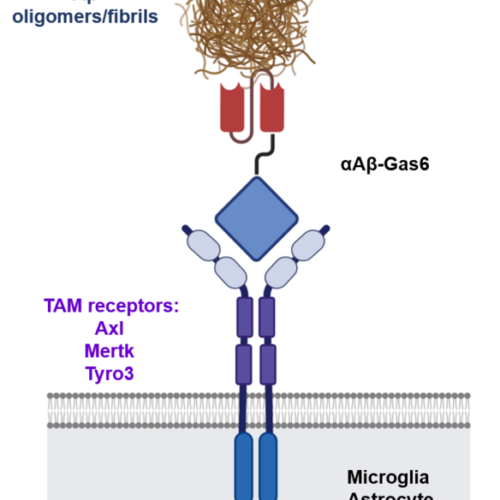 A new therapeutic drug for Alzheimer’s disease without inflammatory side effects