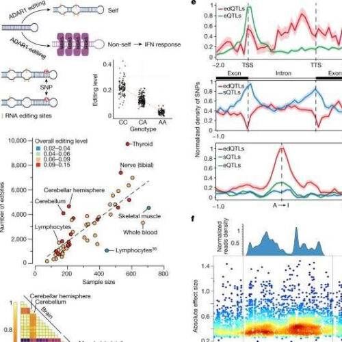 Genetic variants that dampen A-to-I RNA editing associated with increased risk of autoimmune disorders