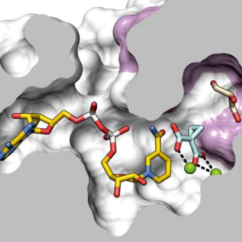 A new target identified to combat a dangerous Melioidosis infection