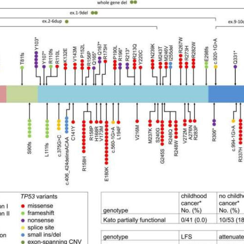 More accurate prediction of cancer risk in individuals with Li-Fraumeni syndrome