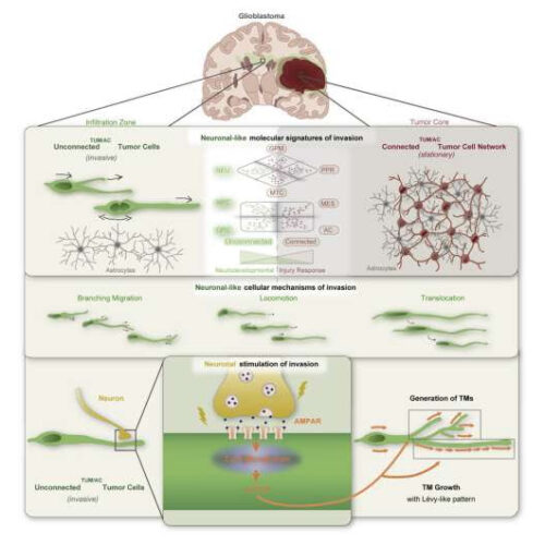 Glioblastoma cells invade the brain as neuronal free riders