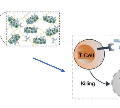 Destroying tumor cells: Targeted immunotherapy using injectable materials