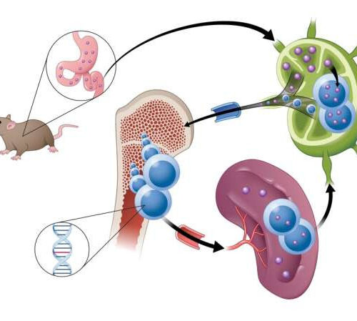 New drug candidate uses novel absorption method to target cancer cells in mice