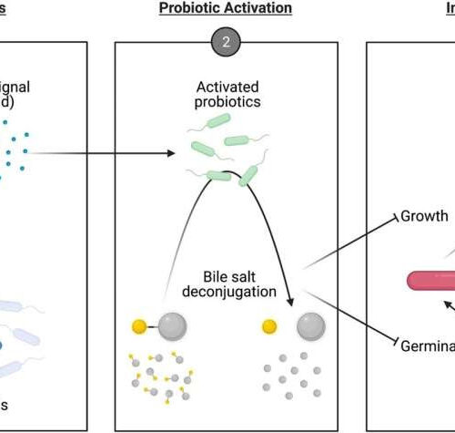 Scientists engineer probiotic to prevent infection of large intestine