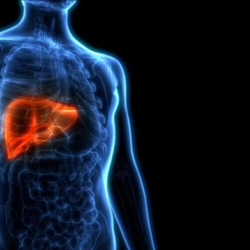 Researchers identify the target of immune attacks on liver cells in metabolic disorders