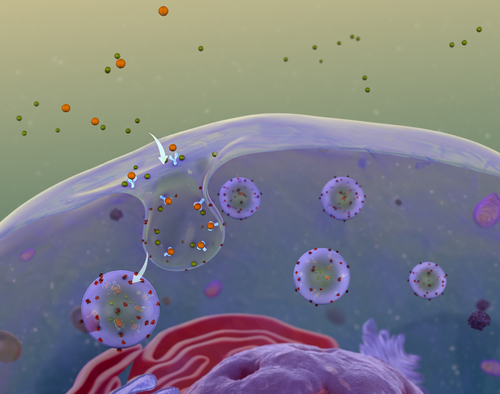 New study reveals that the yeast eps15-like endocytic protein Pan1p is a key player in endocytosis