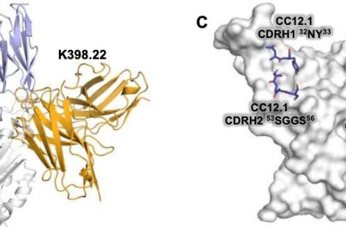 Scientists discover antibodies that induce broad immunity against SARS viruses, including emerging variants