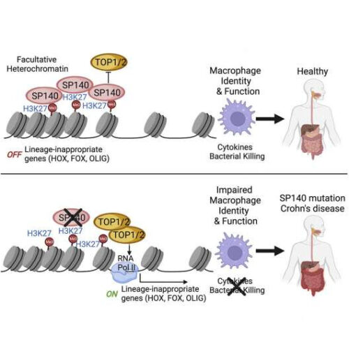 New insights into the mechanisms behind Crohn’s disease point to potential therapeutic target