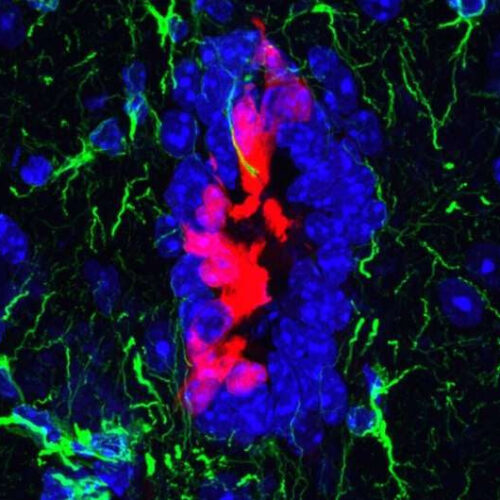 Untapped potential of stem cells could aid repair of spinal cord damage