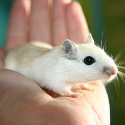 ‘Drug factory’ implants eliminate mesothelioma tumors in mice