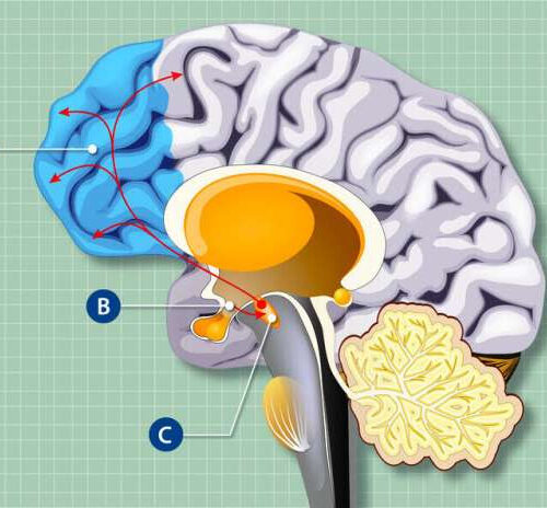 Cells that control hunger affect brain structure and function