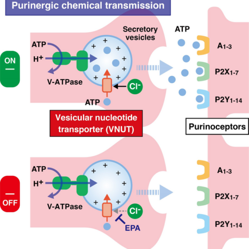 Elucidating the molecular targets of “eicosapentaenoic acid”: A natural remedy for chronic pain