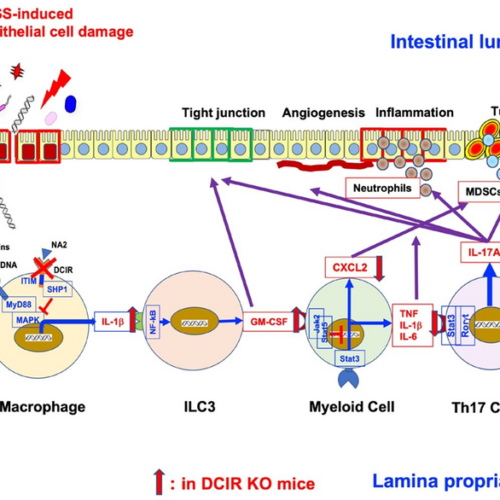 Scientists uncover new therapeutic target for treating colorectal tumors