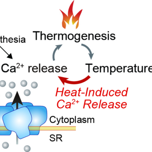 A heat-sensitive calcium channel gets positive feedback