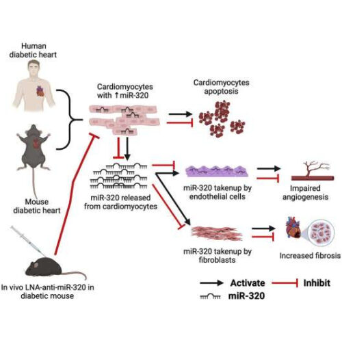 Researchers closer to treating heart disease in diabetic patients