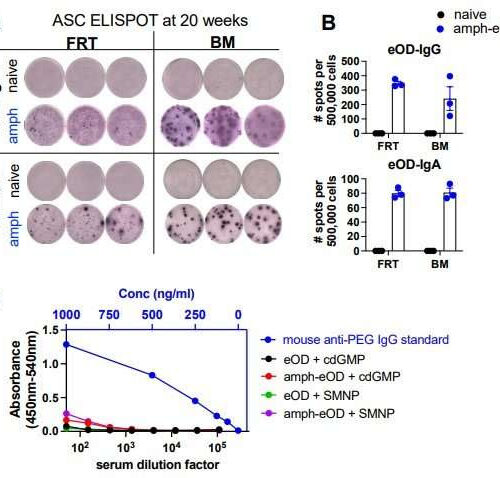 Intranasal vaccination produces potent systemic immunity against HIV and SARS-CoV-2 in animal models