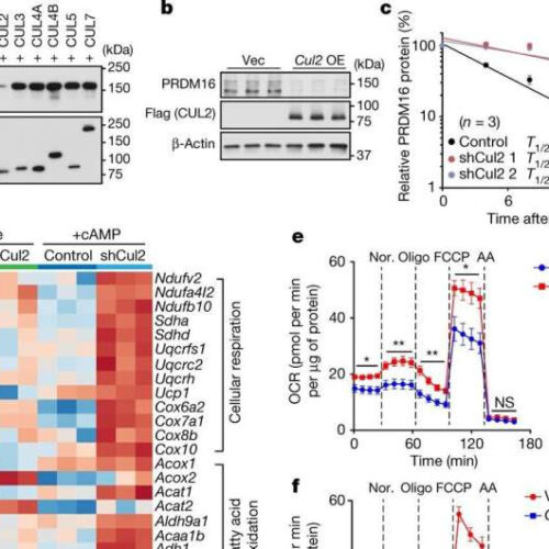 Researchers identify a key enzyme that controls white-to-brown fat conversion