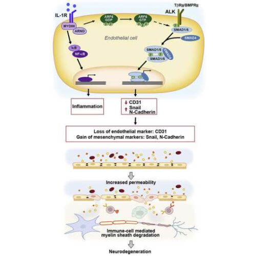 Bolstering the blood-CNS barrier could lead to new treatment approach for multiple sclerosis