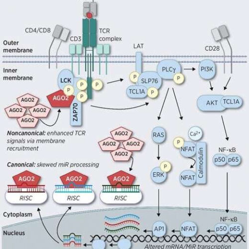 Researchers decipher a new, unconventional functional mechanism in leukemia cells