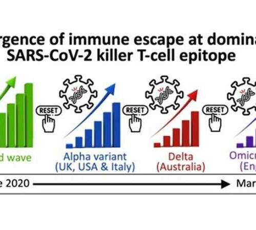 SARS-CoV-2 spike mutation that ‘escapes’ killer T-cells generated by infection and vaccination