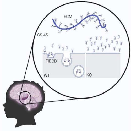 Receptor gene FIBCD1 newly identified in neuro-developmental disorders