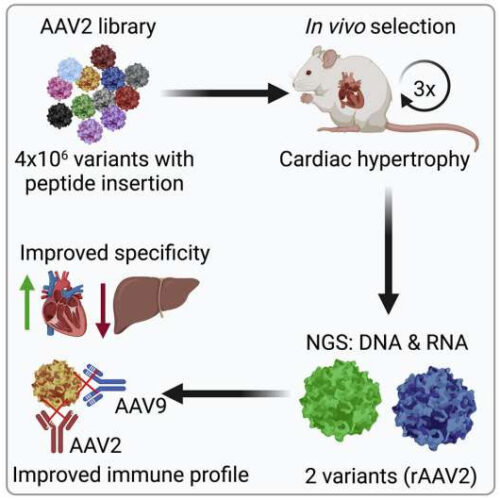 New viral vectors for targeted gene therapy of heart muscle cells