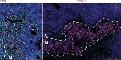 Natural mechanism causes 50-fold increase in T-cell activation sensitivity