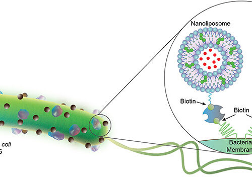 Bacterial Microrobots Deliver Drug Payload to Tumors