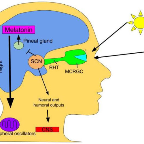 Link found between pain sensitivity and circadian rhythm