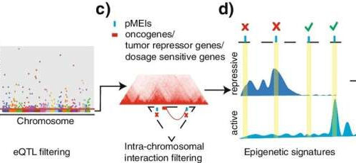 Research team finds new way to identify ‘safe harbor’ for gene therapies