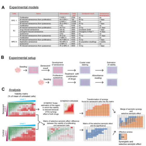 Synergism of BCL-2 family inhibitors facilitates selective elimination of senescent