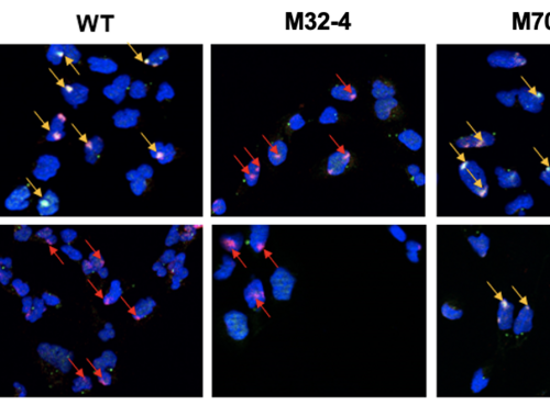 Scientists achieve a new understanding of the nucleotide excision repair process