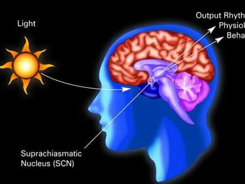 How changes in length of day change the brain and subsequent behavior