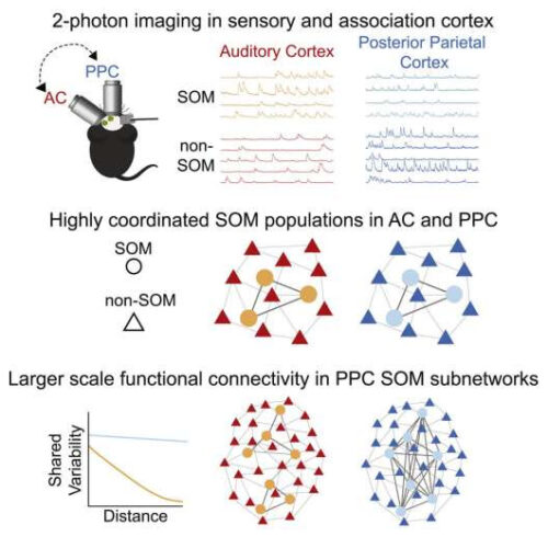 Somatostatin neurons cooperate in the cerebral cortex