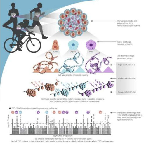 Researchers identify multiple causal genes that drive type 2 diabetes risk