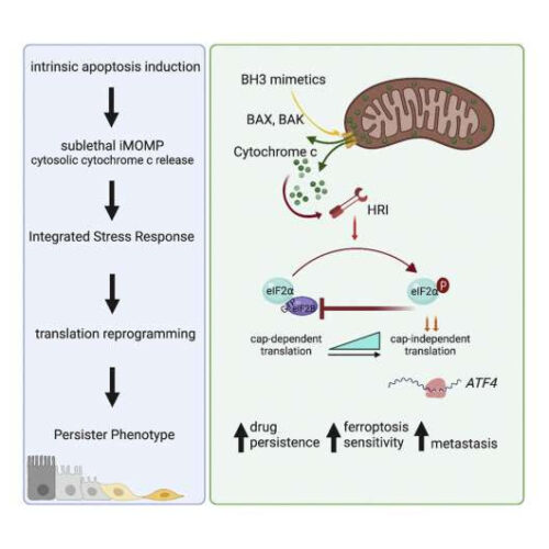 Examining how some cancer cells cheat treatment-induced cell death