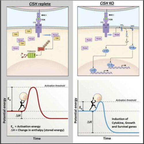 New checkpoint gene demonstrates ability to supercharge immune cells against cancer