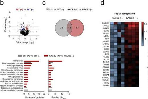 The spike of SARS-CoV-2 promotes metabolic rewiring in hepatocytes