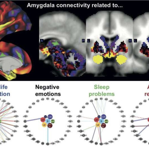 Research reveals relationship between particular brain circuits and different aspects of mental well-being