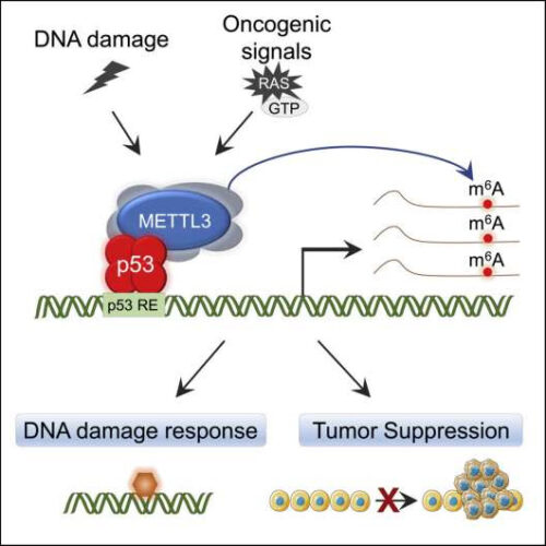 Study identifies new mechanisms that boost p53 signaling and tumor suppression