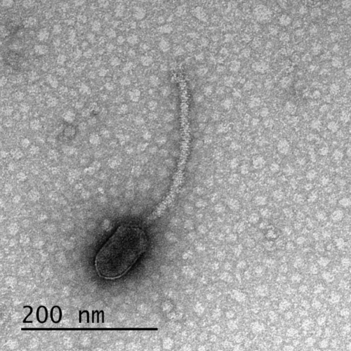 New UMBC research finds that viruses may have “eyes and ears” on us
