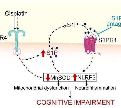 Researcher unlocks mystery of ‘chemo-brain,’ identifies possible treatment