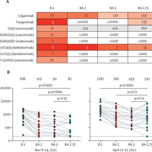 Recent findings suggest new omicron BA.2.75 is as susceptible to antibodies as the currently dominant variant