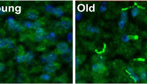 New study identifies how memory of personal interactions declines with age