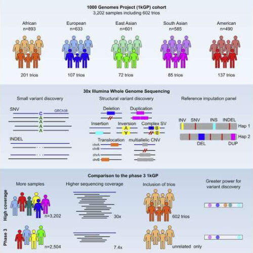 Researchers expand and upgrade the 1000 Genomes Project resource using whole-genome sequencing