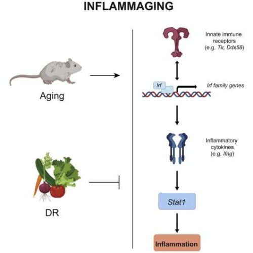 How are inflammation, aging and diet related? The systemic regulatory network described for the first time